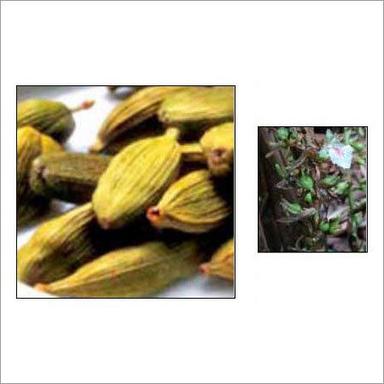 Cardamom Oil - Age Group: Old Age