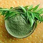 Dried Dehydrated Curry Leaves Powder