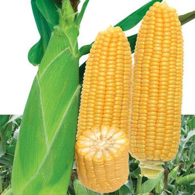 Maize Corn