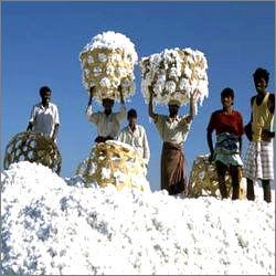 White Indian Raw Cotton