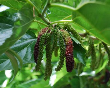 Mulberry Leaf Extract