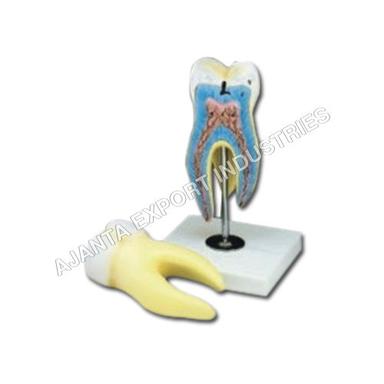  Human Tooth Model Application: Medical Laboratory And Hospital