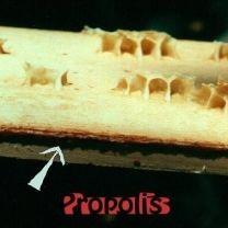 प्रोपोलिस एक्सट्रैक्ट
