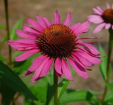 Echinacea Extract Purity(%): 99%