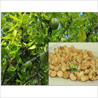 Bael Fruit Seeds ( Aegle Marmelos ) Purity: 80%