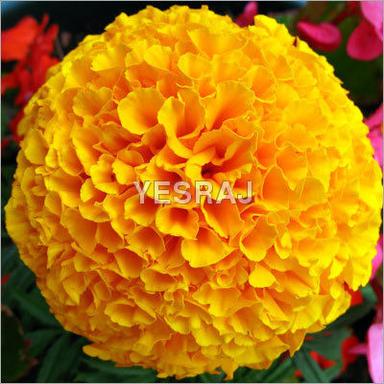 Yellow Marigold Flower