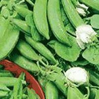 Snow Pea Seeds