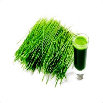Wheat Grass Extract Age Group: For Adults