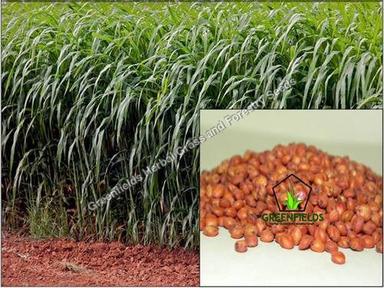  लाल सोरघम सूडान घास/चारा/चारा बीज शुद्धता: 100%