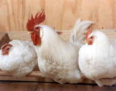 Broiler Concentrate 5% Application: Fodders