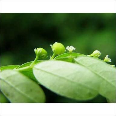 Herbal Product Phyllanthus Niruri