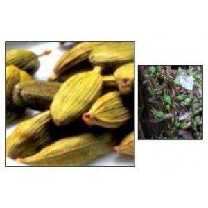 Cardamom Oil Age Group: All Age Group