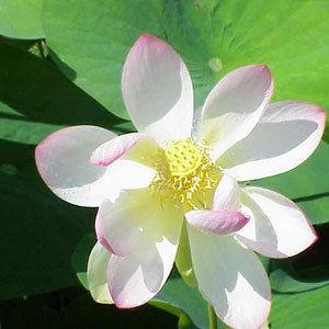 Vaibhav Perfumery White Lotus Attar
