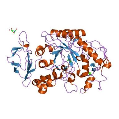 Alpha Amylase