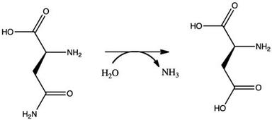 Asparaginase C1377H2208N382O442S17