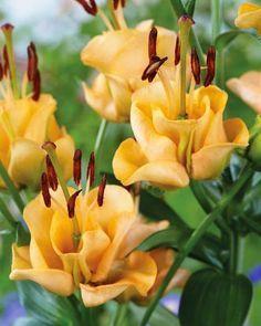 Yellow Lilies N Bulbous Plants
