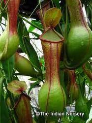 Green Carnivorous Live Pitcher Plant Nepenthes