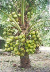  हरा नारियल का पेड़