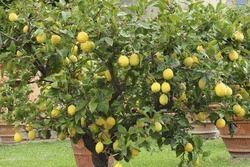 Yellow Lemon Plant