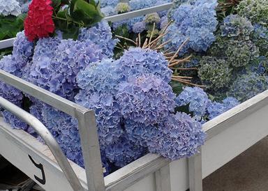Durable Harvest Flowers