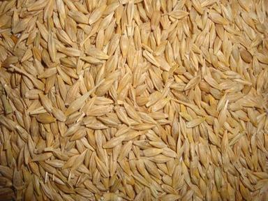 Barley Grains