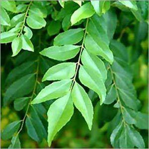 Curry Leaf Oil