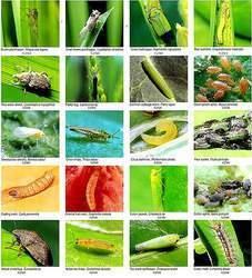 BIO LARVICIDE FORMULATION