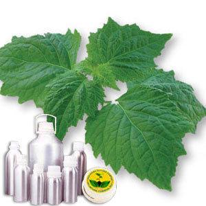 Patchouli CO2 Extract Oil