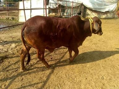 Sahiwal Bull Suppliers Haryana