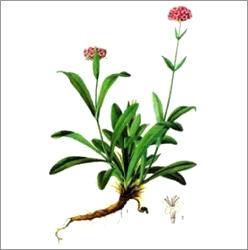 Jatamansi (Spikenard) Oil Age Group: Adults