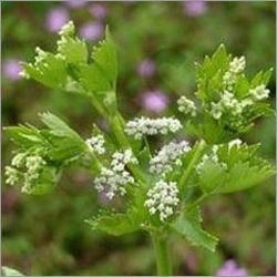 Celery Seed Essential Oil