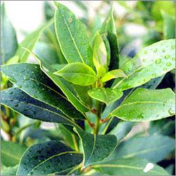 Tea Tree Oil