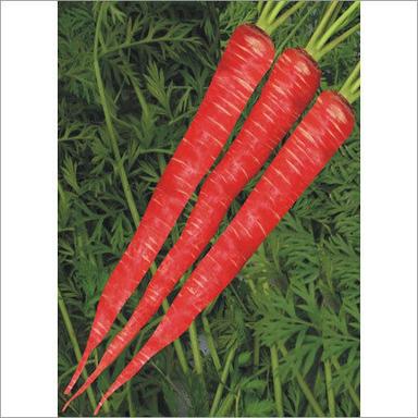 Red Hybrid Carrot Seeds