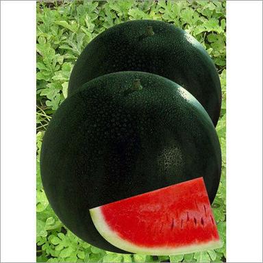 Green Hybrid Watermelon Seeds