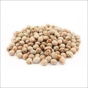 Pigeon Pea