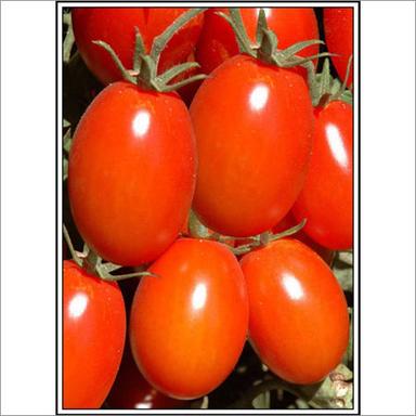 Abhimanyu - Tomato (Hybrid)  Seeds