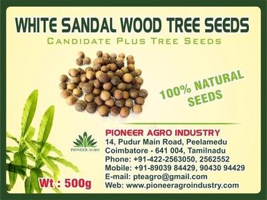 White Sandal Wood Tree Seed Weight: 1  Kilograms (Kg)