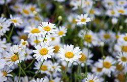 Chamomile Extract Age Group: For Adults