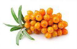 Sea Buckthorn Extracts Powder Grade: Food Grade