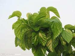 Mulberry Leaf Extract Age Group: For Adults