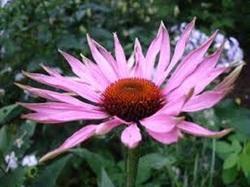 Echinacea Extract Grade: Food Grade