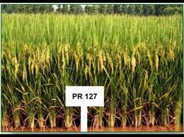Agriculture Pr 127 Paddy Seed