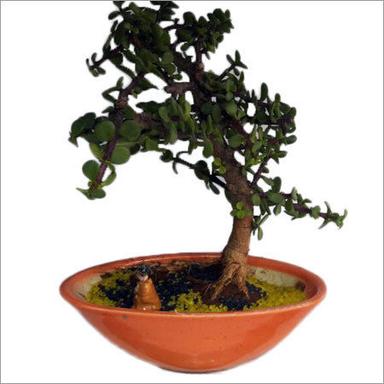 Jade Bonsai Garden Pot