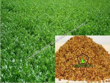 Alfalfa Grass Seeds Medicago Sativa Purity: 90%