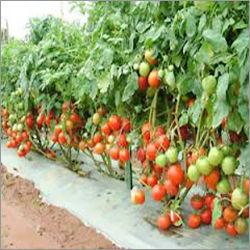 Tomato Seeds