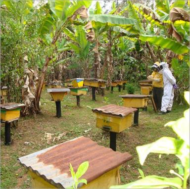 Organic Forest Honey Diastase Activity (%): 90
