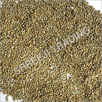 Green Millet (Cattle feeds)