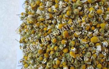 Chamomile Flower Dry Place