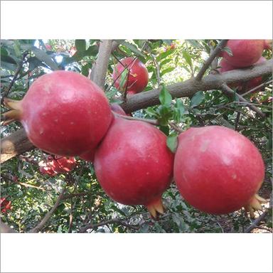 Round Organic Pomegranate