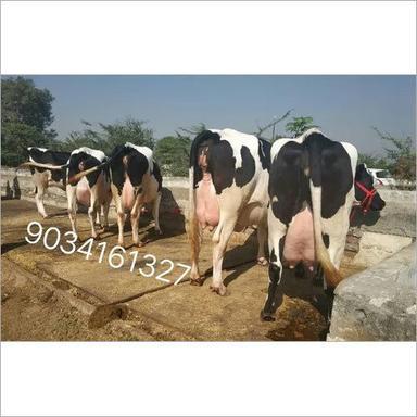 Hf Holstein Friesian Milking Cow